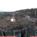 19_50-nest.jpg