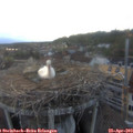 19_55-nest.jpg