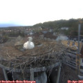 20_05-nest.jpg