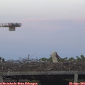 20_10-mast.jpg