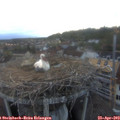 20_10-nest.jpg