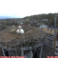 20_15-nest.jpg