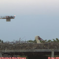20_20-mast.jpg