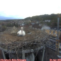 20_20-nest.jpg