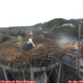06_15-nest.jpg