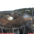 06_25-nest.jpg