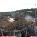 06_30-nest.jpg