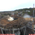 06_35-nest.jpg
