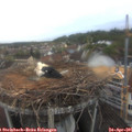 06_40-nest.jpg
