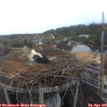 06_50-nest.jpg