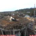 07_00-nest.jpg