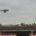 07_05-mast.jpg