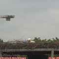 07_10-mast.jpg