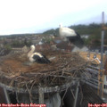 07_15-nest.jpg