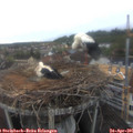 07_20-nest.jpg