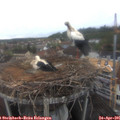07_25-nest.jpg
