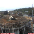 07_30-nest.jpg