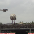 07_35-mast.jpg