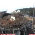 07_35-nest.jpg