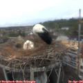 07_45-nest.jpg