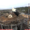 07_50-nest.jpg