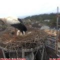 07_55-nest.jpg