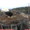 08_00-nest.jpg