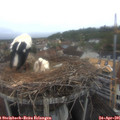 08_05-nest.jpg