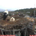 08_10-nest.jpg