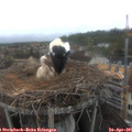 08_15-nest.jpg