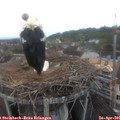 08_20-nest.jpg