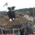 08_25-nest.jpg