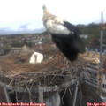 08_30-nest.jpg