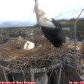 08_35-nest.jpg