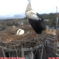 08_40-nest.jpg