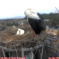 08_45-nest.jpg