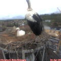 08_50-nest.jpg