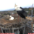 09_00-nest.jpg