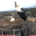 09_05-nest.jpg
