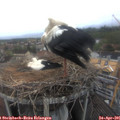09_10-nest.jpg