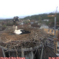 09_15-nest.jpg