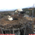 09_20-nest.jpg
