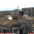 09_25-nest.jpg