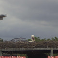 09_30-mast.jpg