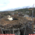 09_30-nest.jpg