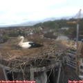 09_35-nest.jpg