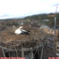09_40-nest.jpg
