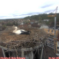 09_50-nest.jpg