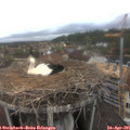 09_55-nest.jpg