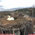 10_00-nest.jpg